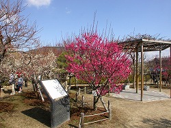 Koto Plum Orchard